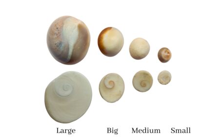 Buy Gomti Chakra for Vastu Puja at Best Price in India