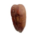 Dry Coconut With Husk Shell