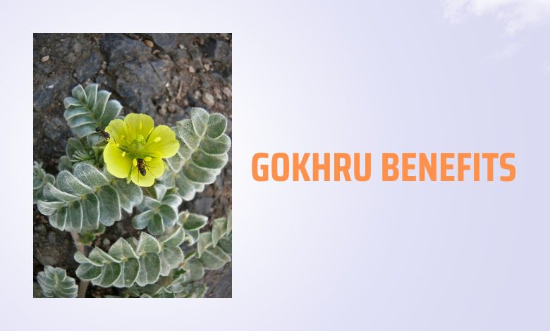 Gokhru benefits